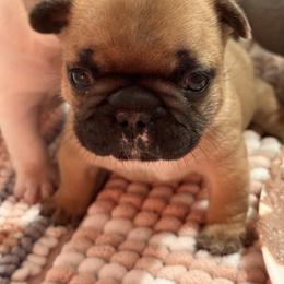 Nick - Fawn male French Bulldog puppy in Kalispell, Montana from Grace & Grit Frenchies