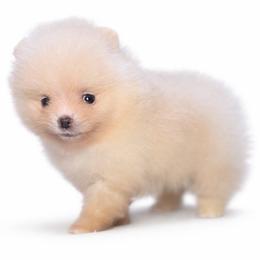 Honey Bee - Cream female Pomeranian puppy in Coleman, Oklahoma from Pretty Poms