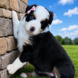 Lightning - Black tri-color female Australian Shepherd puppy in Marshall, Virginia from Aussie Tales Farm