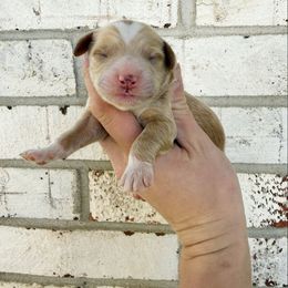 Jasper Mini - Red male Bernedoodle puppy in Wamego, Kansas from Doodles of Oz