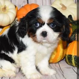 Caylee - Tri-color female Cavalier King Charles Spaniel puppy in West Sacramento, California from Autumn Nightz Cavaliers