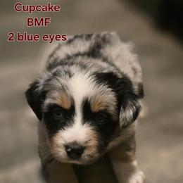Cupcake - Blue merle female Miniature Australian Shepherd puppy in East Berlin, Pennsylvania from Stoney Point Frenchies & Mountain Top Shepherds