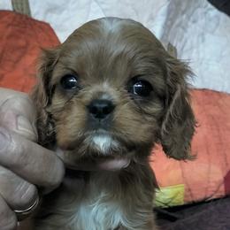 Snickerdoodle - Ruby male Cavalier King Charles Spaniel puppy in Franklin, North Carolina from Cavaliers of the County Macon