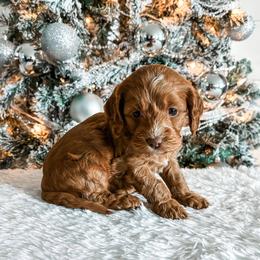 Cockapoo Puppies from Windy Ridge Cockapoos