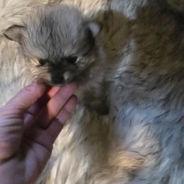 Puppy 4 - Cream sable female Pomeranian puppy in Lebanon, Indiana from Duran's Huskies and Pomeranians