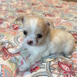 Dave - Silver male Chihuahua puppy in Seneca, Missouri from Stephanie’s Puppy Colony