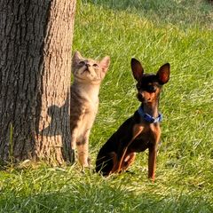 Stistko - Prague Ratter