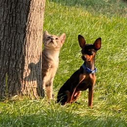 Stistko - Prague Ratter