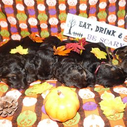 German Shepherd Puppies from Countryside Kennel