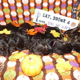 German Shepherd Puppies from Countryside Kennel