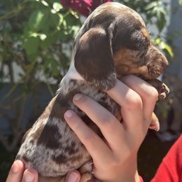 Puppy 2 - Chocolate and tan male Dachshund puppy in Riverside, California from Saddle Up Dachshunds