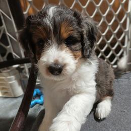 Belle - Blue merle female Aussiedoodle puppy in New Durham, New Hampshire from Ridgeview Aussiedoodles