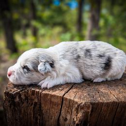 AKC Blue Merle Girl 1 - Blue merle female Border Collie puppy in Noble, Oklahoma from CheckItOut Border Collies