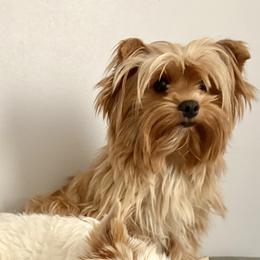 Suziy - Biewer Terrier