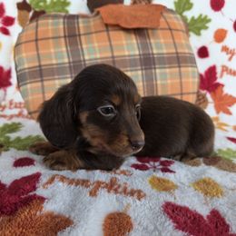 Jill - Chocolate female Dachshund puppy in Girard, Illinois from Bryant's Babies