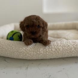 Poodle Puppies from Pups and Paws Toy Poodles