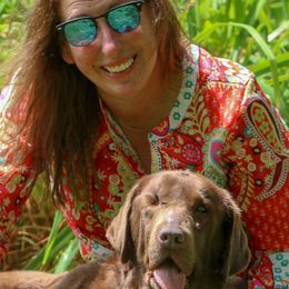 Labrador Retrievers from Empress Labradors and Basset Hounds