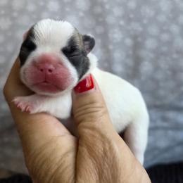 Pied piper - Fawn and white female French Bulldog puppy in Polk City, Florida from Best Friend Frenchies, LLC