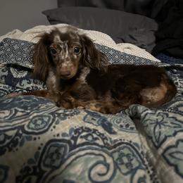 Valee - Dapple female Dachshund puppy in Rocky Mount, Virginia from Southern Ridge Kennels