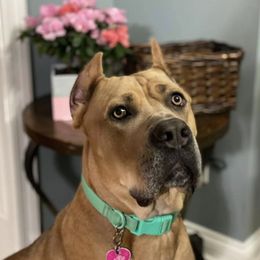 Cane Corso from Twisted Cane Corsos