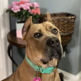 Cane Corso from Twisted Cane Corsos