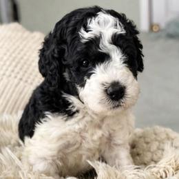 Blossom - Tri-color female Bernedoodle puppy in Mint Hill, North Carolina from Ball-Y-Hoo Bernedoodles