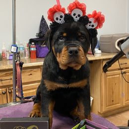 Rottweiler Puppies from Dark Waters Rottweilers