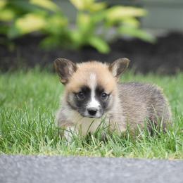 Hunter - Red male Pembroke Welsh Corgi puppy in Lititz, Pennsylvania from GoldStar Corgis (License Number 18519)