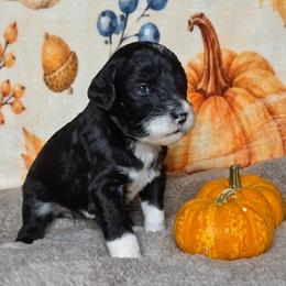 Clove - Black and white female Sheepadoodle puppy in Austin, Texas from Darling Doodles
