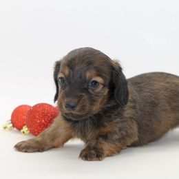 Male 1 - Red male Dachshund puppy in Childress, Texas from Taylor Farms
