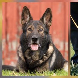 German Shepherd puppies from Waldrand Kennel LLC