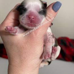 Shih Tzu Puppies from Shurbeez Shih Tzu