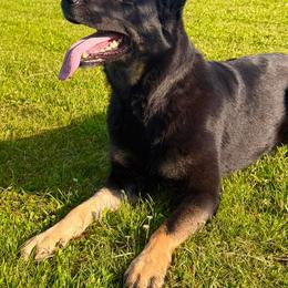 Rita - German Shepherd