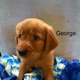 George - Dark golden male Golden Retriever puppy in Winnsboro, Texas from Crimson Golden Retrievers