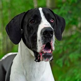 Great Danes from TDT Great Danes
