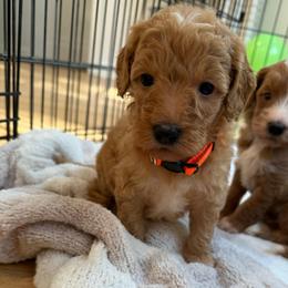 Orange collar - Apricot female Goldendoodle puppy in Ridgewood, New Jersey from Jessie’s Doodles