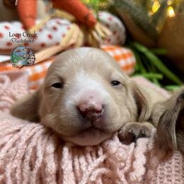 Boston - Cream male Dachshund puppy in Fayetteville, West Virginia from Loop Creek Dachshunds
