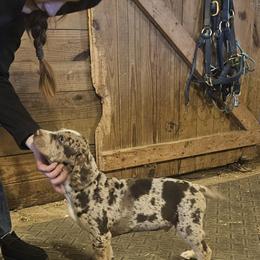 Catahoula Leopard Dog and Pembroke Welsh Corgi Puppies from Peach Tree/Shoreline Catahoulas & Corgis