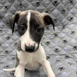 Dally - White and fawn brindle female Whippet puppy in West Plains, Missouri from Sycamore Ridge Puppies