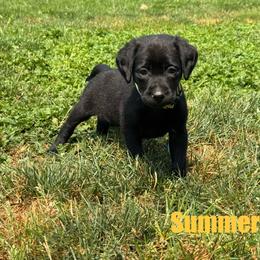 Summer - Black female Labrador Retriever puppy in Tigard, Oregon from Morrison Labrador Retreivers