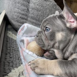 French Bulldog Puppies from Blue Lotus Frenchies