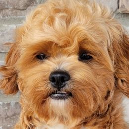 Shichons from Pilot Hill Teddy Bear Puppies