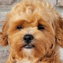 Shichons from Pilot Hill Teddy Bear Puppies