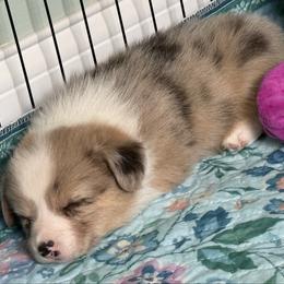 Ridge(Merle Brindle,Fluff carrier and Bluie Clear) - Brindle merle and white male American Corgi puppy in Scottown, Ohio from Wyndy Ridge Corgis