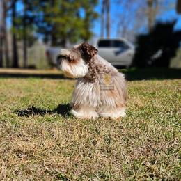 Skye - Miniature Schnauzer