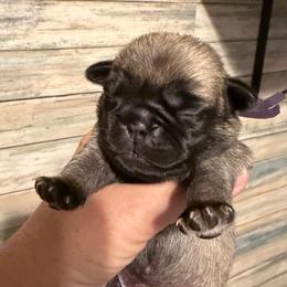 Mia (purple) - Fawn female Pug puppy in Hereford, Arizona from Broken Road Ranch Pugs