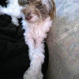 Daisy - Aussiedoodle