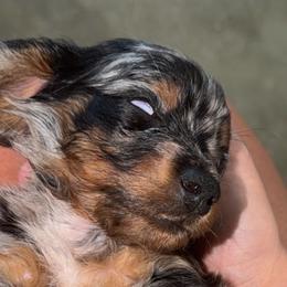 Dachshunds and French Bulldogs from Dixie Chic Frenchies & Dachshunds