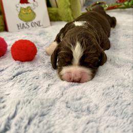 Red boy - White and liver male English Springer Spaniel puppy in Cleburne, Texas from Powers English Springer Spaniels