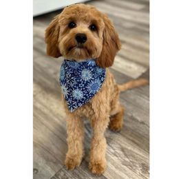 Cavalier King Charles Spaniel, Cavapoo, and Poodle All Grown Up from Golden Hour Cavapoos